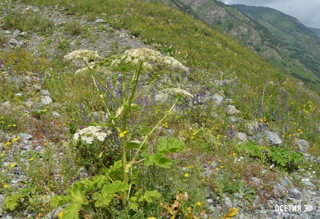 Борщевик Сосновского на своей родине - в горах Кавказа