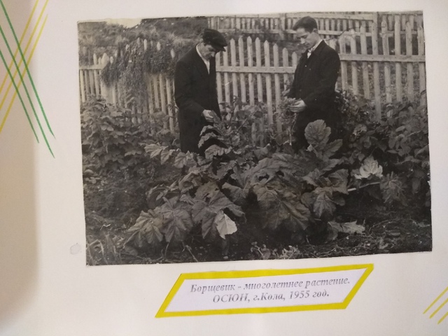 Выращивание борщевика Сосновского в 1955 году, г. Кола