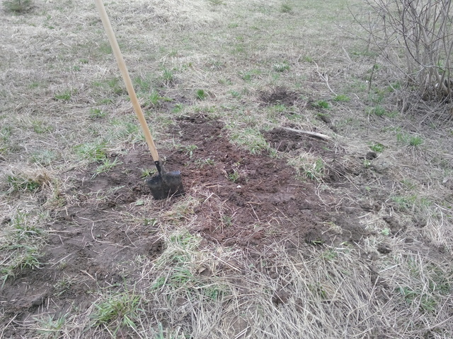 Выкапывание борщевика лопатой в поле