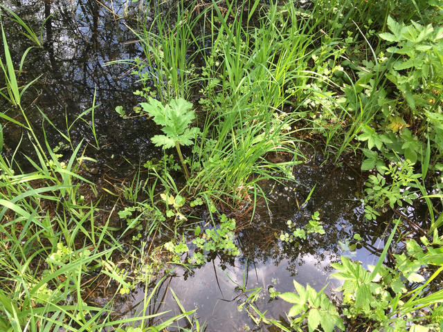 Борщевик в болоте 