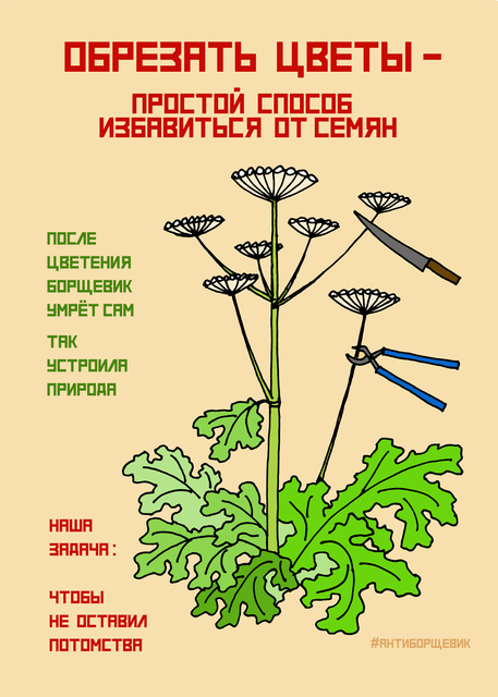 Постер про борщевик Сосновского - цветы и семена