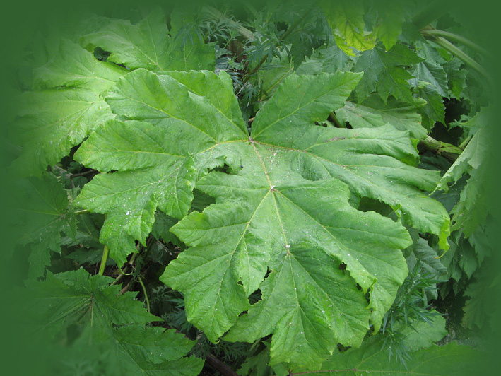 борщевик фото крупным планом листья