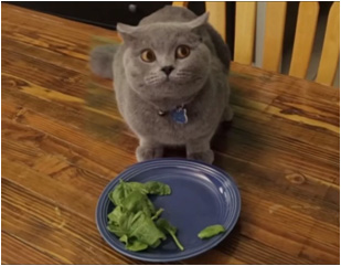 Кот не есть траву в тарелке