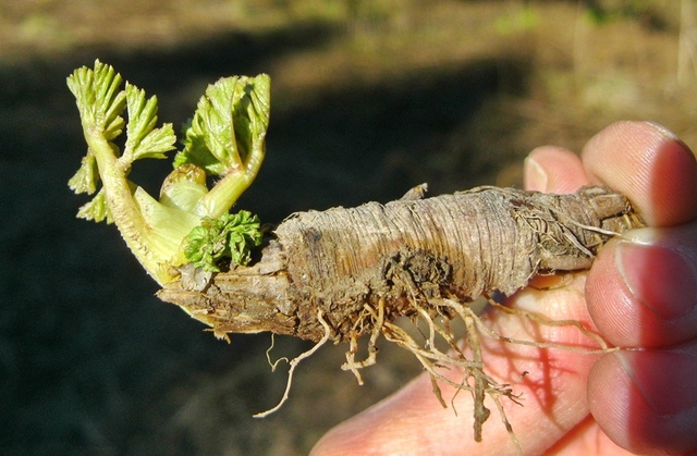 Выкопанный корень борщевика может оставаться живым целый год