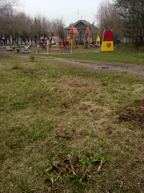 Выкопанный борщевик около детской площадки