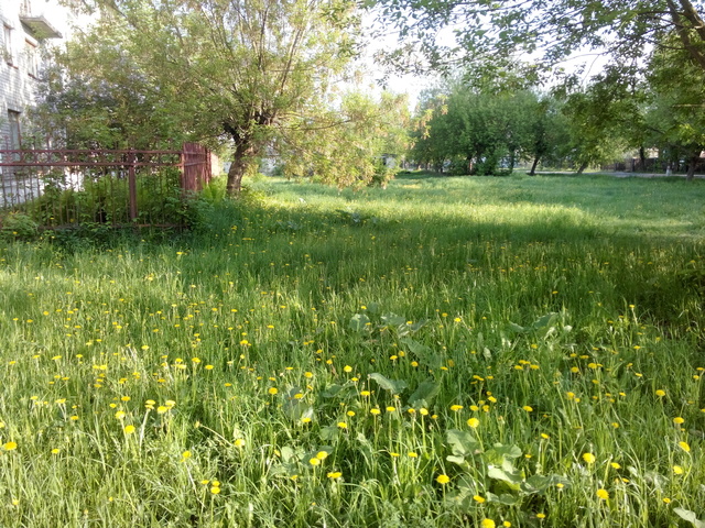 Молодой борщевик в траве (на газоне)