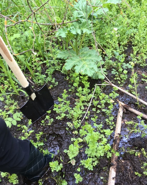 Выкапывание борщевика в болотистой почве