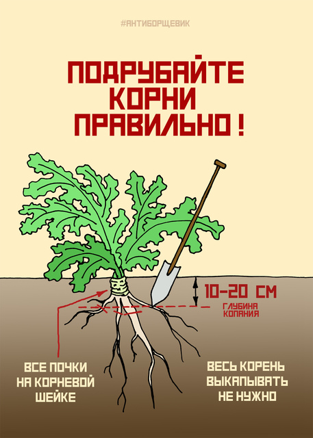 Плакат про борщевик Сосновского - Подрубайте корни борщевика правильно