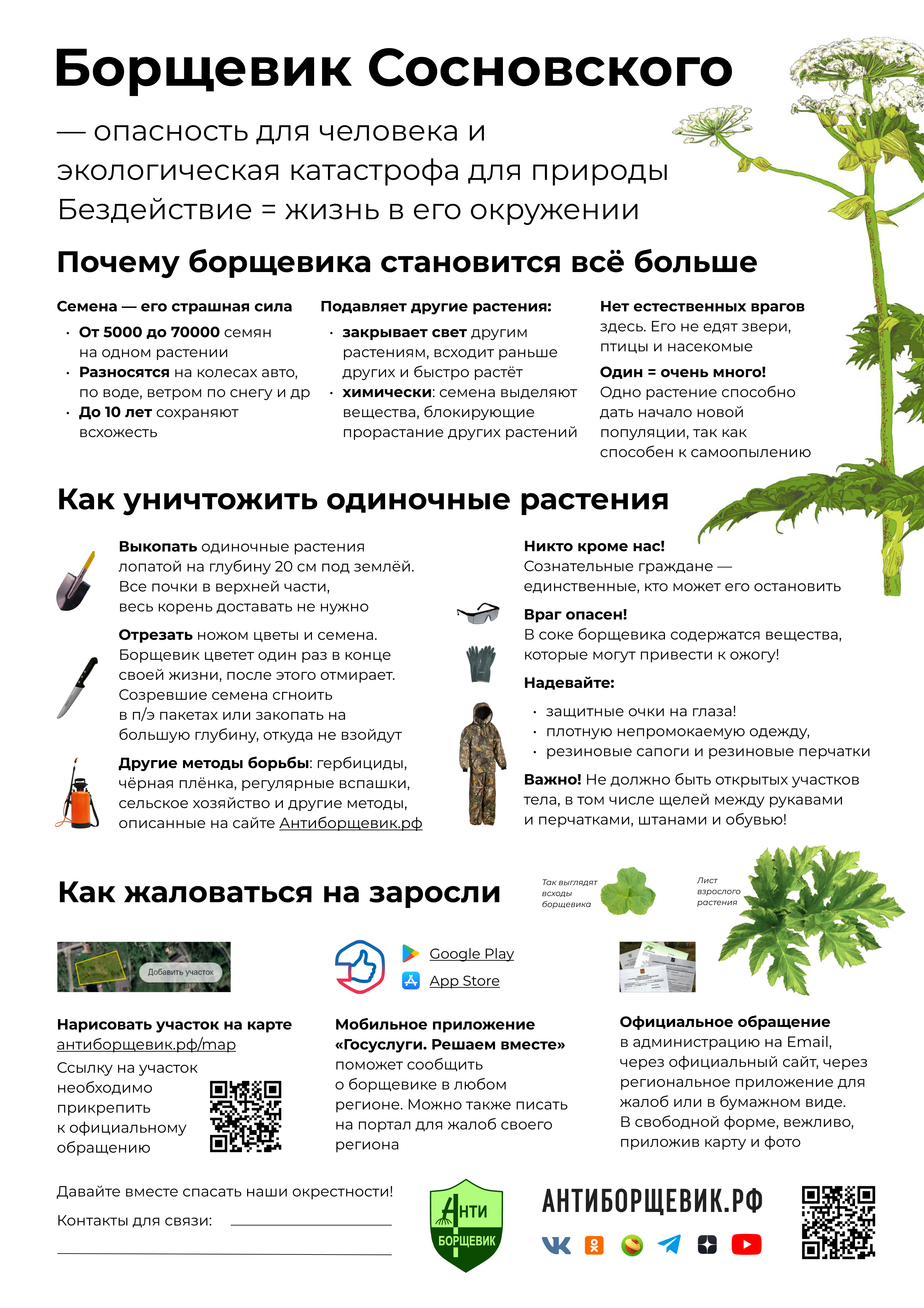 Листовка объявление - основная информация про борщевик Сосновского и контакты активиста для совместных субботников