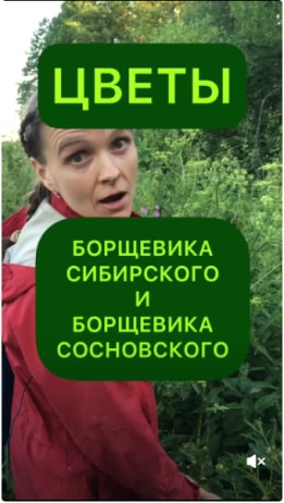 Цветы борщевика Сибирского и борщевика Сосновского